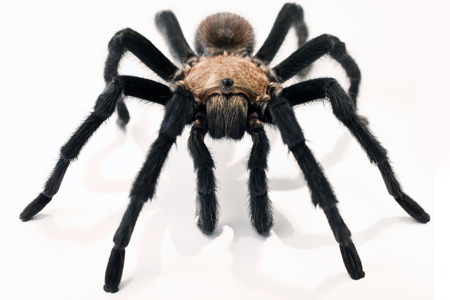 Don't touch my substrate